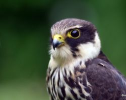 Baumfalke - wurde geschwaecht gefunden und wieder aufgepaeppelt freigelassen.JPG