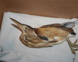 Verletzte Rohrdommel.JPG