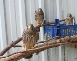 Junge Turmfalken vor der Auswilderung.JPG