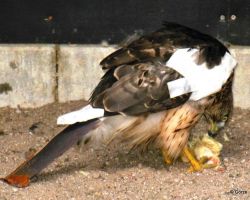 verletzter Junghabicht.jpg