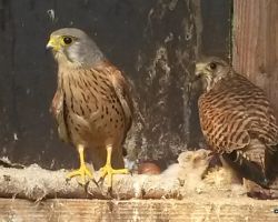 Turmfalkenpaar - nach Fluegelfrakturen Dauerpflegefaelle.JPG
