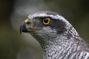 Habichtsportrait