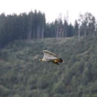 Wanderfalke_im_Flug_3.JPG