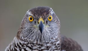 Habichtportrait frontal.jpg