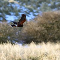 Beiz Amrum 2010- (46).jpg