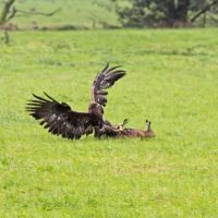 Schleswig (122)-1.jpg