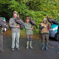 1_Falkner mit Steinadlern.jpg