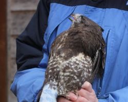 Maeusebussard mit gebrochenem Staender.jpg