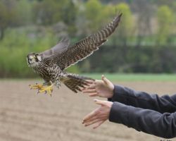 Auswilderung Wanderfalke.jpg