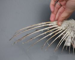 Turmfalke-Federn durch Stromschlag verbrannt.jpg