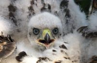 Habichtsnestling