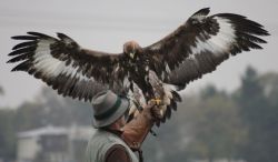 01_Adler auf die Faust.jpg
