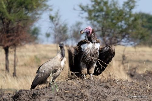 Links Weißrückengeier, rechts Ohrengeier