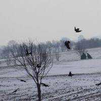Kraehen_auf_der_Flucht.JPG