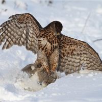 03_Kaninchenbeize_im_Schnee.JPG