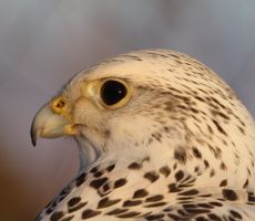 gerfalke_portrait.jpg
