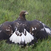 4_Steinadler_juvenil.JPG