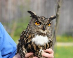 Uhu mit Schnittwunde am Fang.jpg