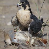 Wanderfalke_auf Rebhuhn.JPG