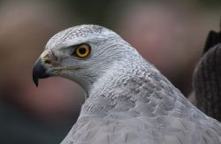 07_Nordischer Habicht.jpg