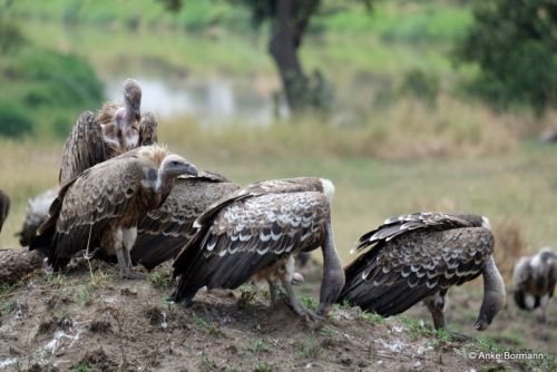 Sperbergeier, teilweise schlafend