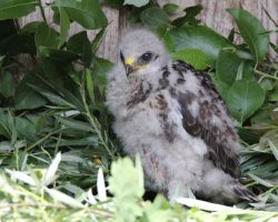 Junger Maeusebussard an Kunsthorst.jpg