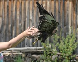 Auswilderung Bussard.jpg