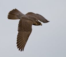 Gerterzel_flug.jpg