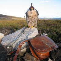 Landschaft_mit_Falke_und_tasche.JPG