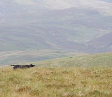 schottland_hund.JPG