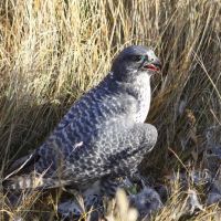 Gerfalke_auf_der _Beute.JPG