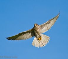 Gerterzel_flug01.jpg