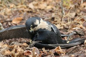 IMG_7374.JPG