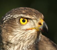 habicht_portrait.JPG