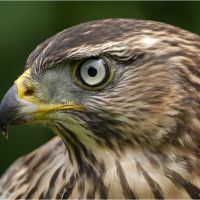 01_Portrait_Rothabicht.JPG