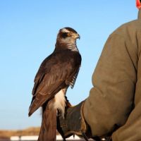 Beiz Amrum 2010- (19).jpg