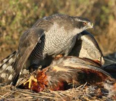 Habicht_auf_geschlagenem_Fasan.jpg