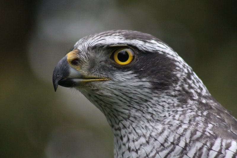 Habichtsportrait