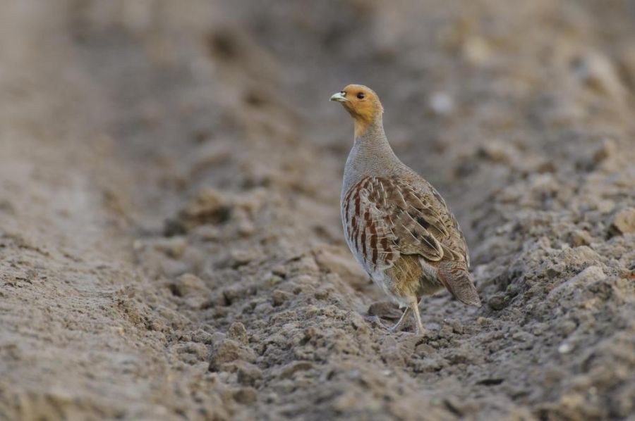 Rebhuhn im Feld - Rolfes